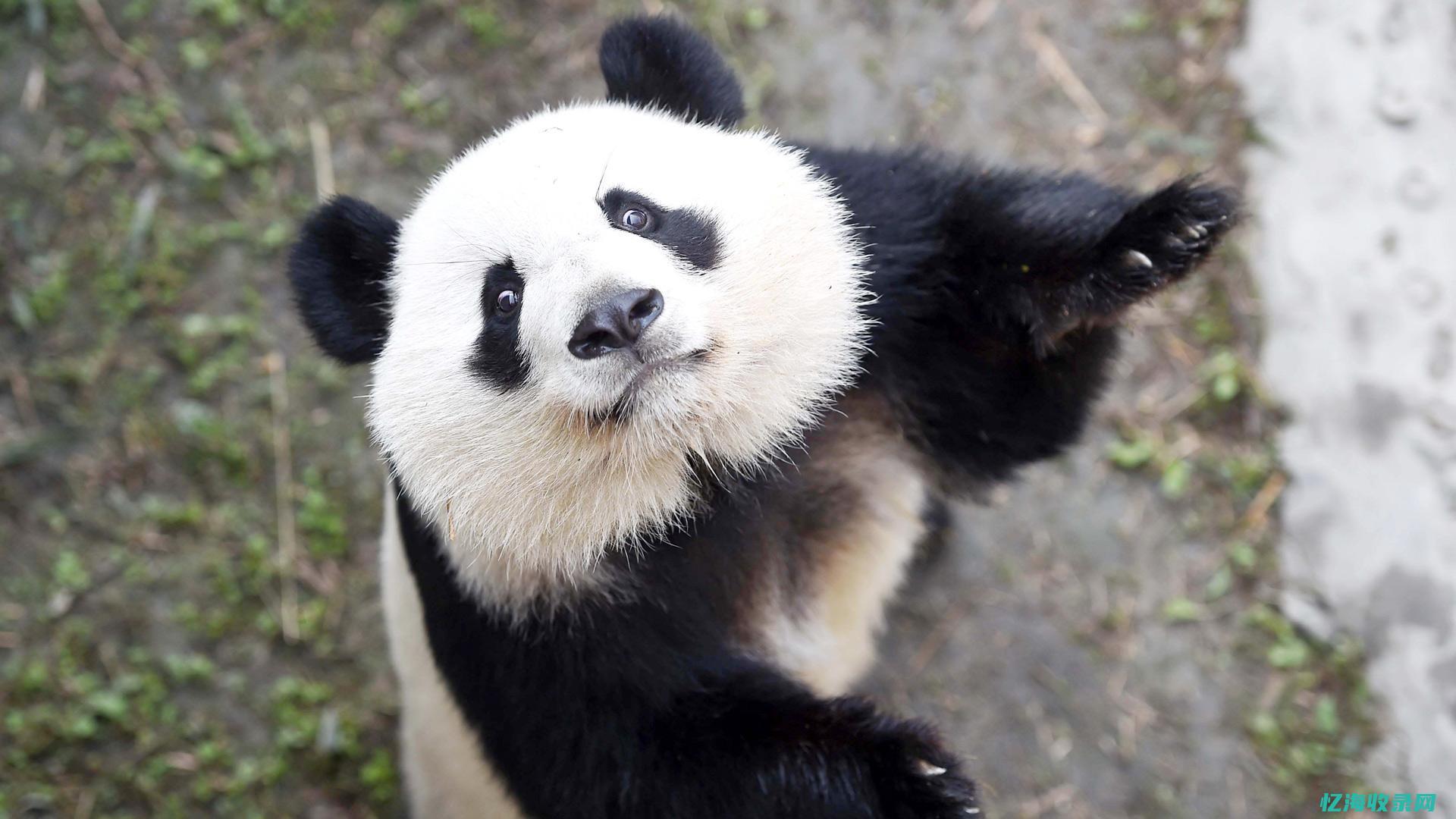 大熊猫直播-如何做到-推广与保育并重 (大熊猫直播)