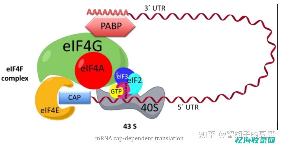 深度解析：成都SEO优化策略与实践技巧(深度解析成龙历险记)