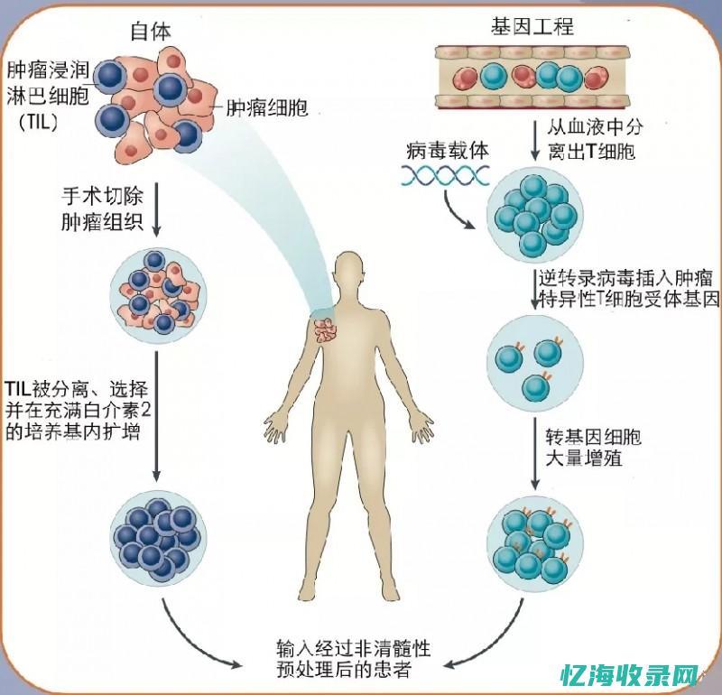 免疫疗法在IDC领域的应用及其前景展望(免疫疗法在中国什么时候上市)