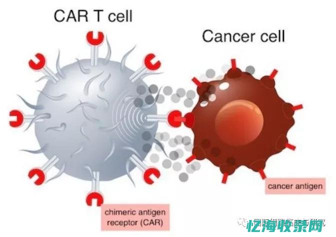 免疫疗法在IDC治疗中的优势与挑战探讨