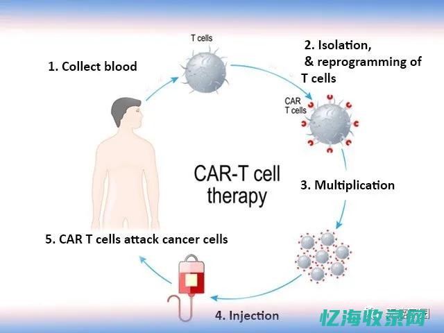 免疫疗法在IDC治疗中的优势与挑战探讨(免疫疗法在彻底改变癌症治疗)