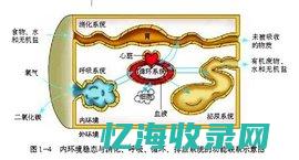 高效稳定的互联网IDC服务：构建智能时代的基石(高效稳定的互联网技术)