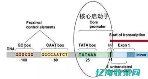 如何通过子域名实现多语种网站的国际化布局(如何通过子域名找到总域名)