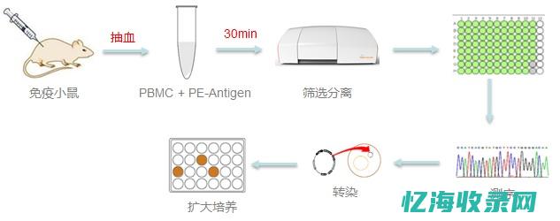 如何挑选最适合您业务的域名英文