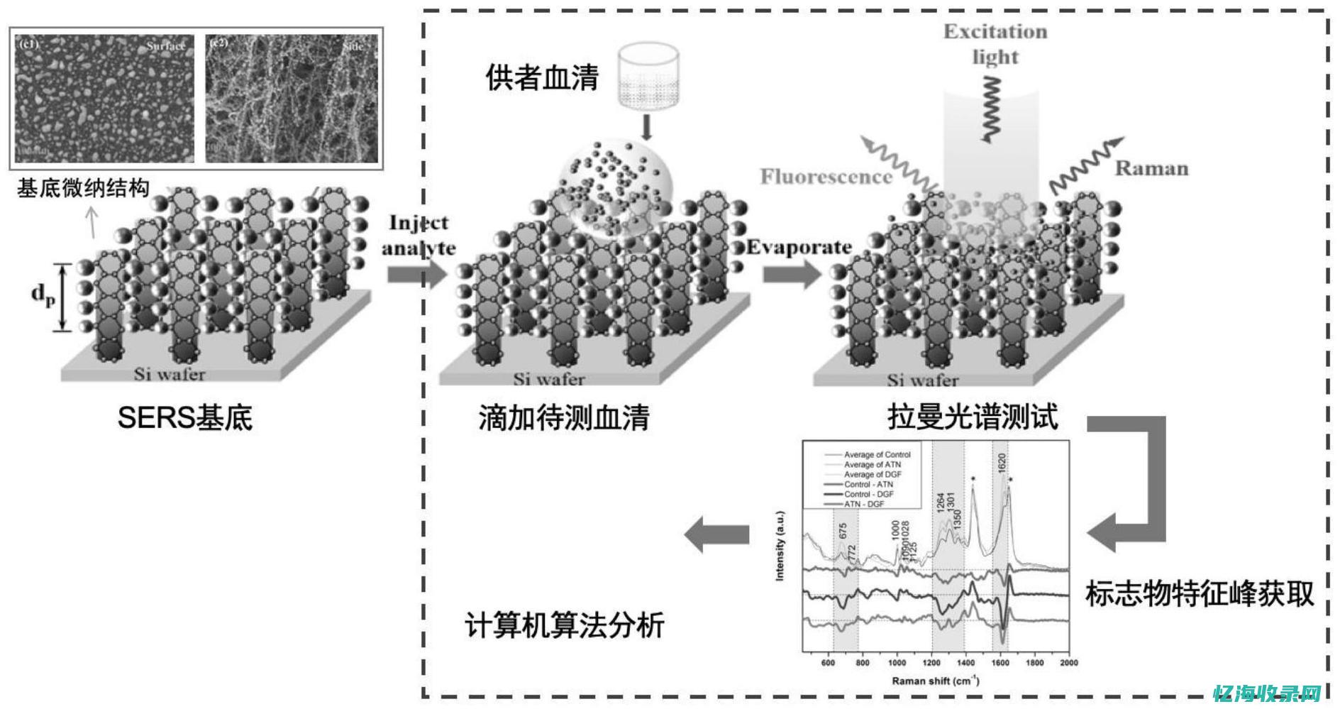 诊断色素脱失是什么意思