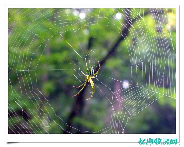 蜘蛛森林 (蜘蛛森林的小站在哪)