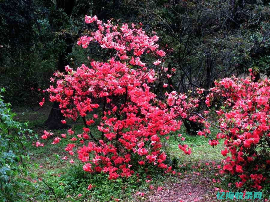 满山红色的花是什么花