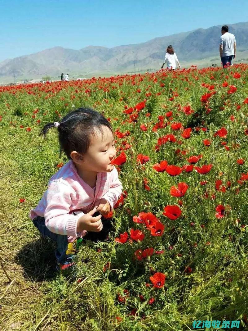 满山红色的花 (满山红色的花有哪些)