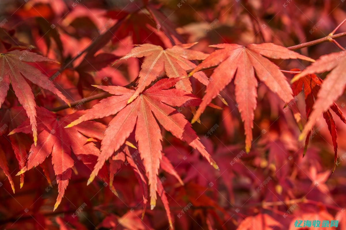 满山红色枫叶 (满山的红枫叶)