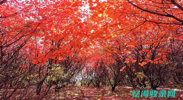 满山红色枫叶 (枫叶深秋满山红)