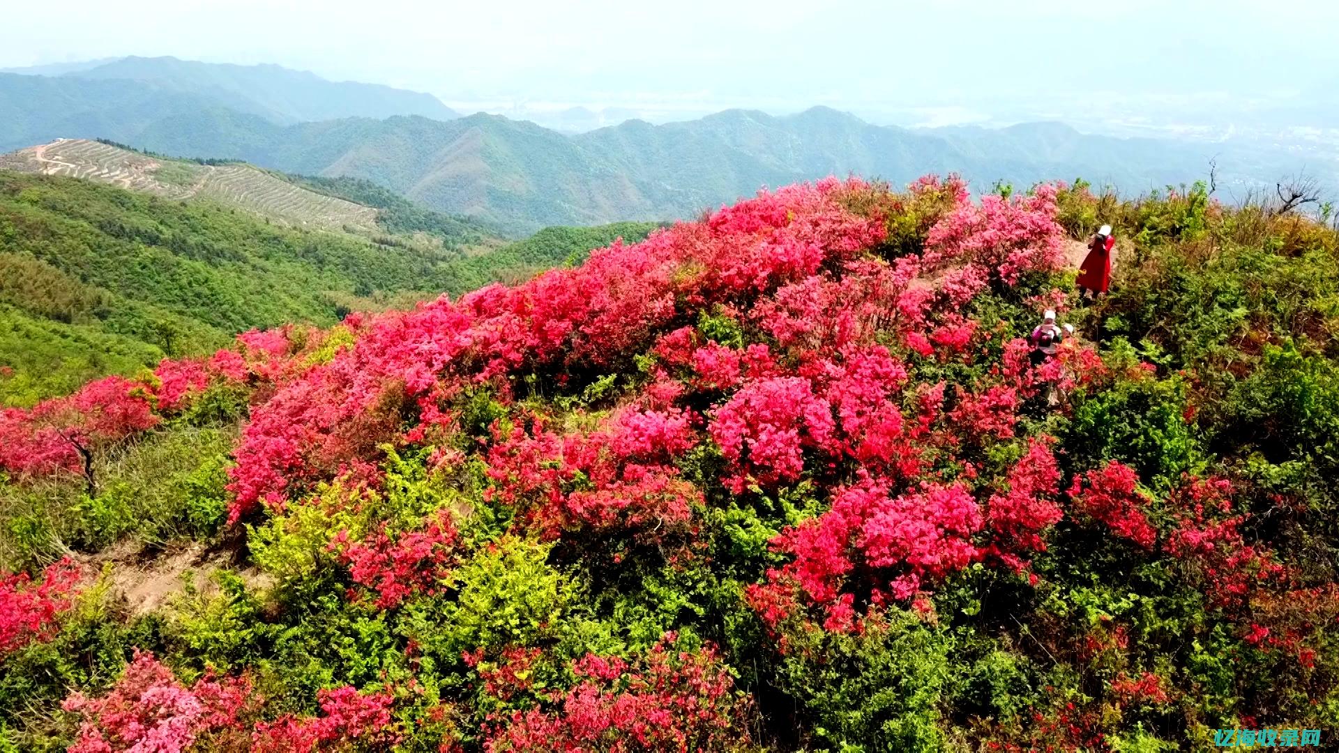 满山红色枫叶