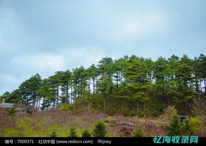 满山红色的枫叶像什么 (满山红色枫叶)