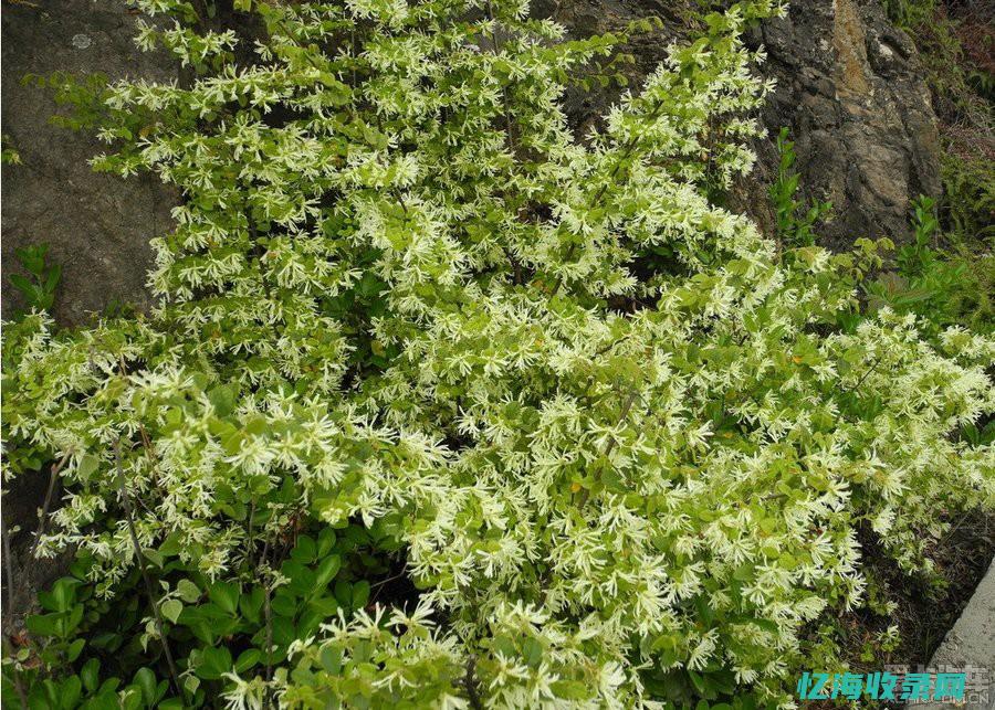 满山红色的花 (山上红色的花)