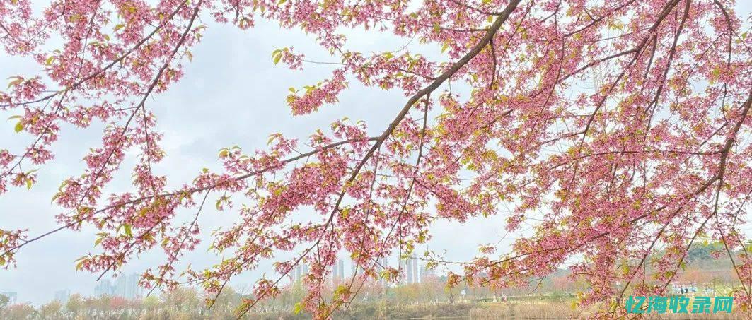 赵县森都花城哪一年建的 (赵县森都花城怎么样)