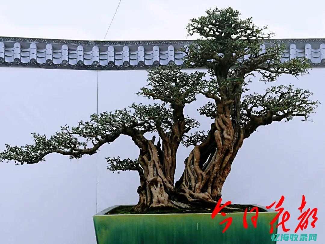 赵县森都花城