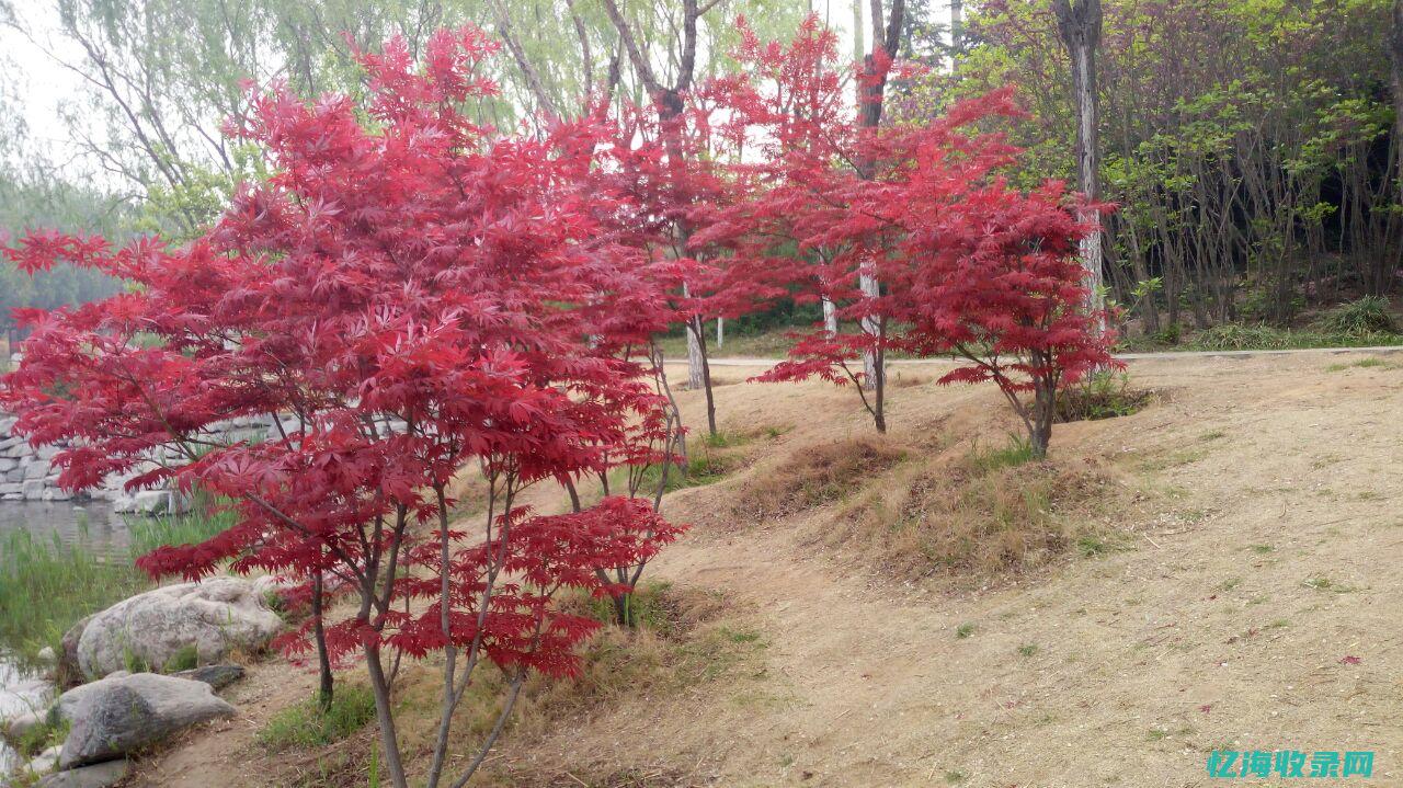 沭阳森林公园 (沭阳森林公园门票多少钱)