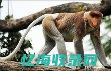 老猫猴子长什么样图片 (老猫猴子长什么样?)