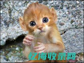 老猫猴 (老猫猴子长什么样图片)