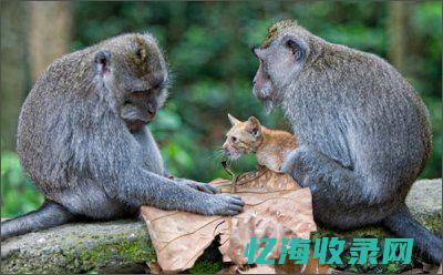 老猫猴子长什么样图片 (老猫猴子长什么样图片山海经)