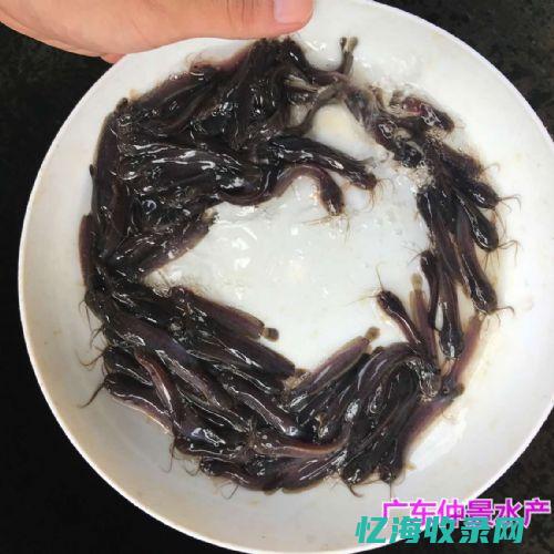 淮安网的网址是什么