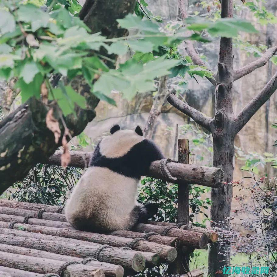 成都最好的私立医院 (成都最好的私立幼儿园)