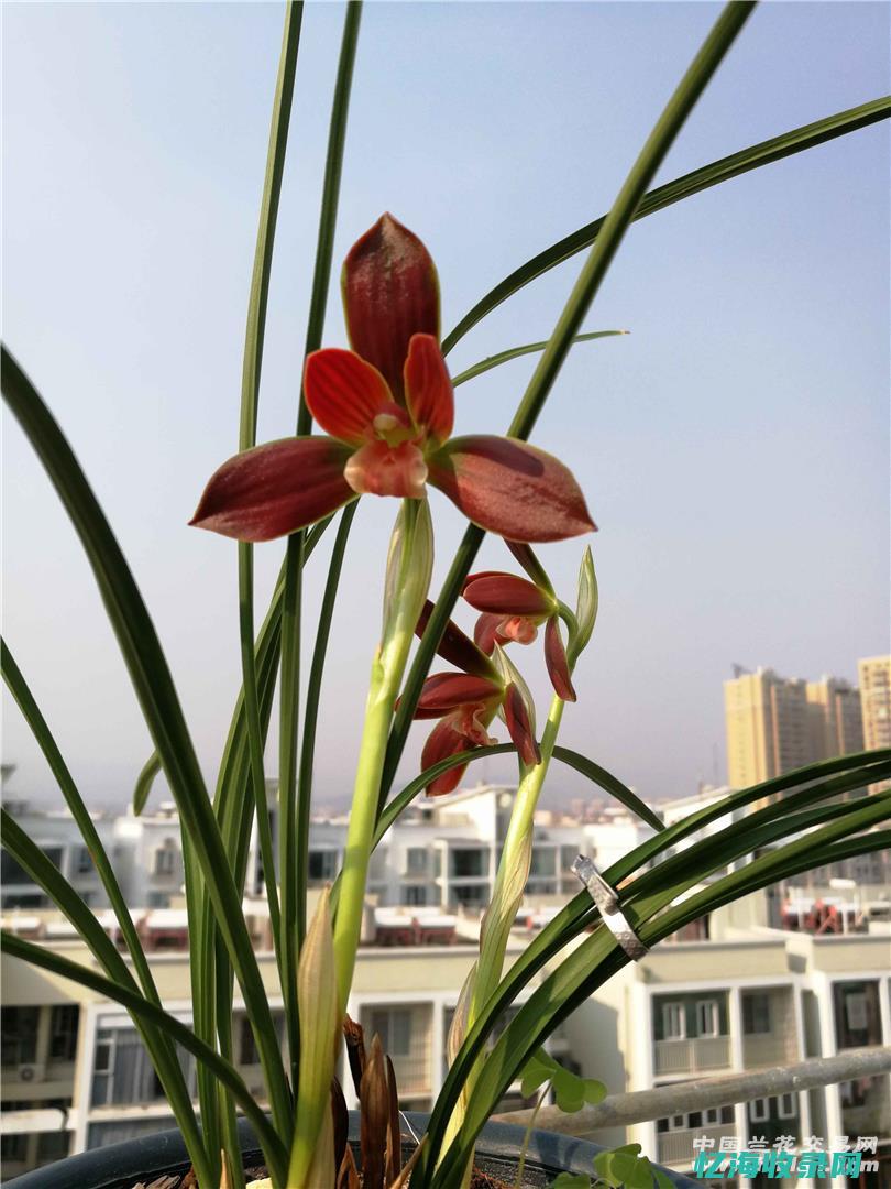 红河