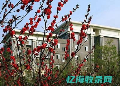 成都专业seo公司