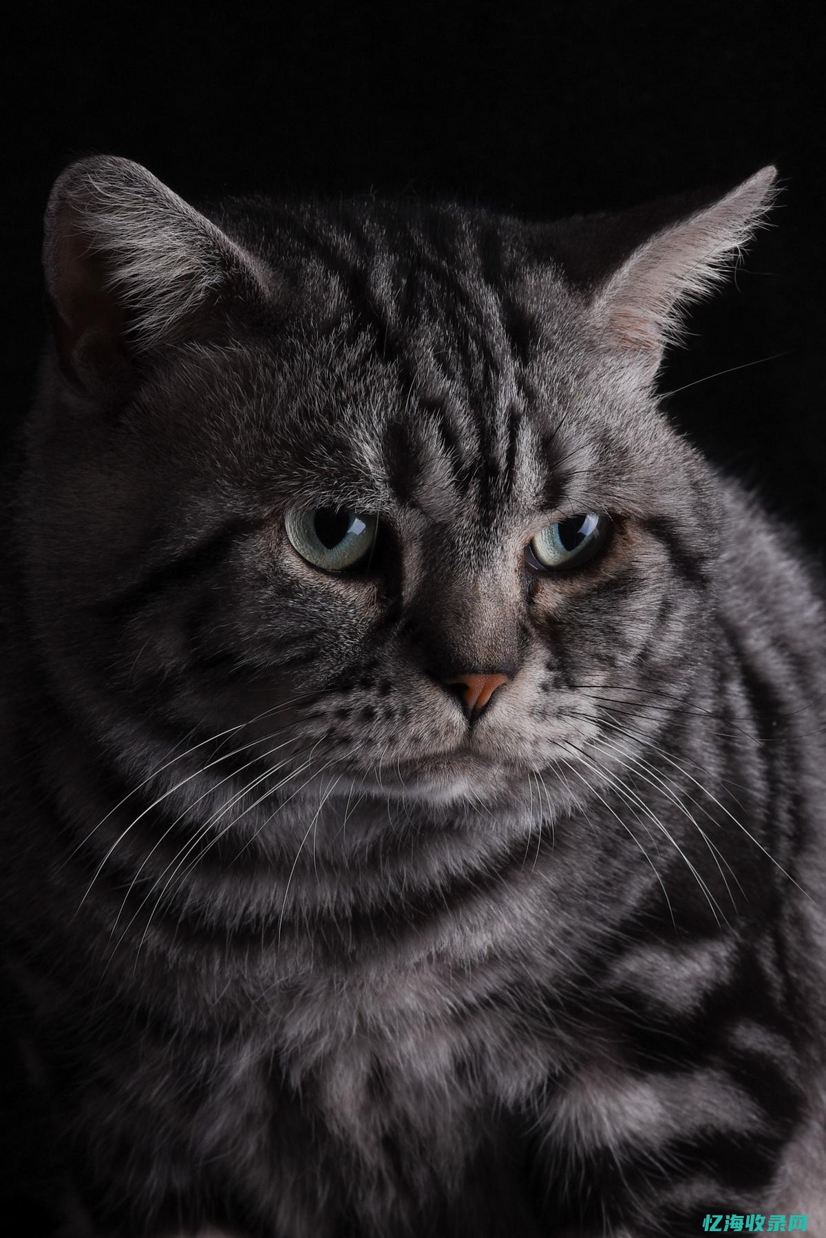 老猫猴