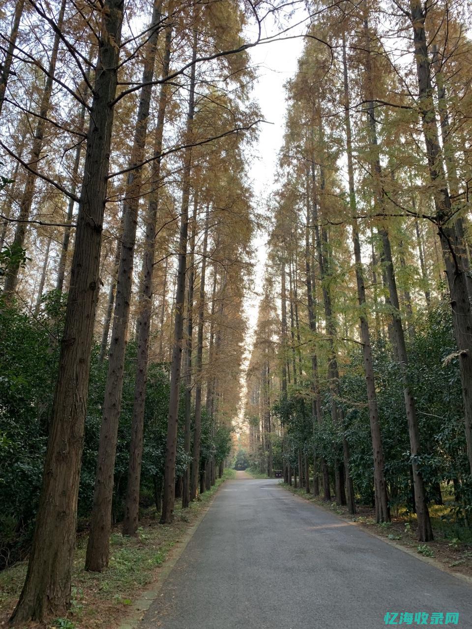 安平县森林公园地图