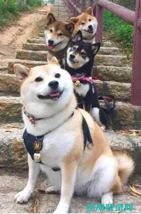 什么是白帽什么是黑帽