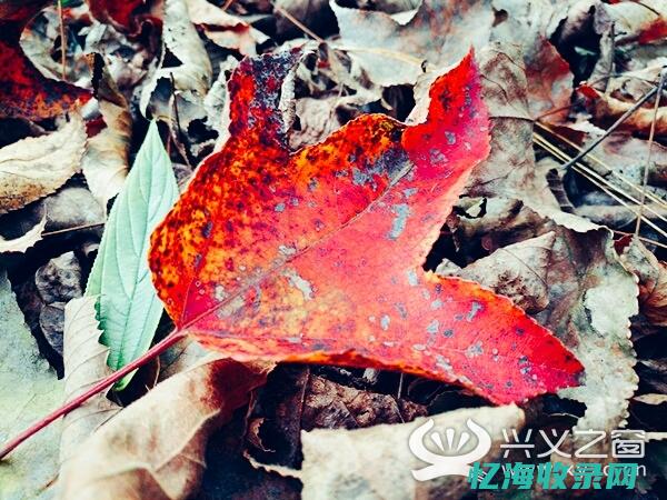 兴义森林覆盖率