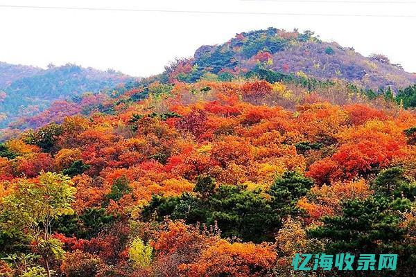 邳州森林公园 (邳州森林公园开放时间)