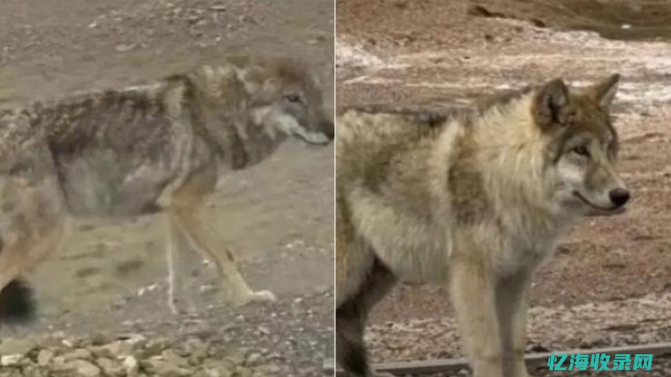 狼雨seo网站排名查询 (狼雨论坛)