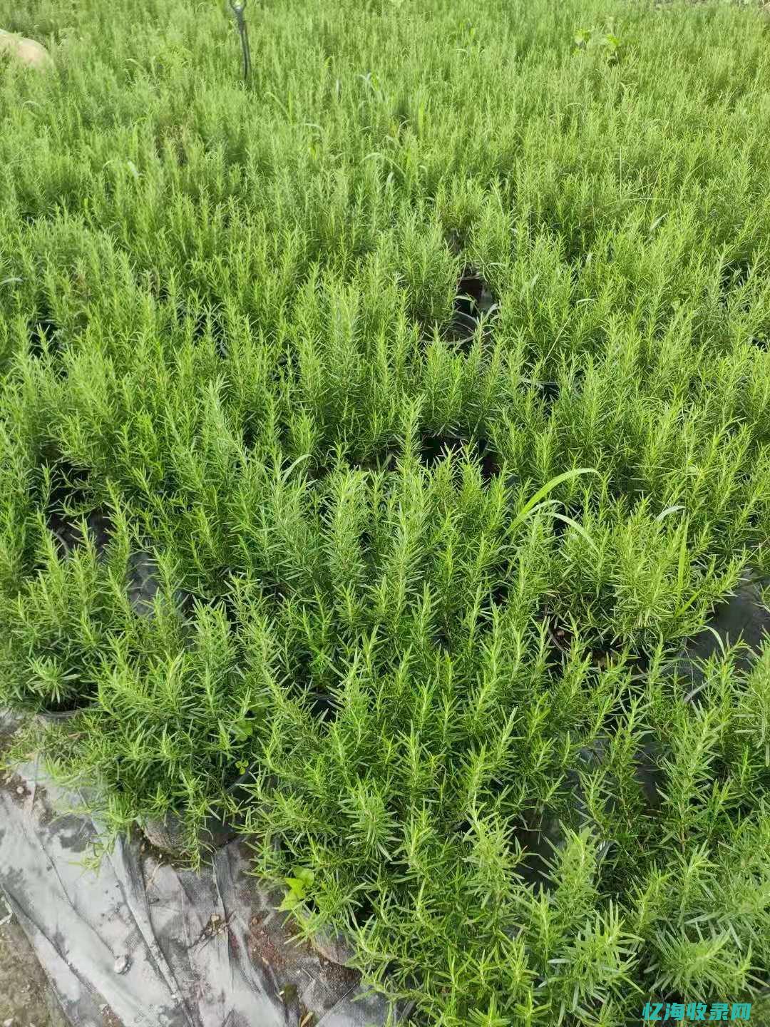 重庆企业网查询 (重庆企业信息查询)