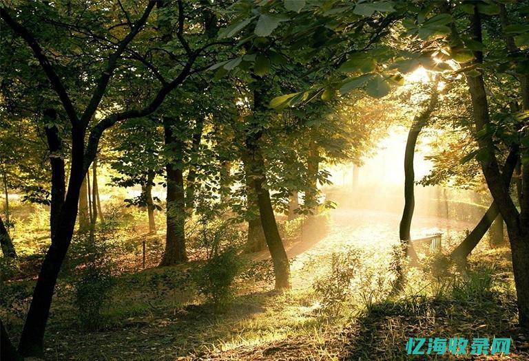 怎样做好森林防火措施 (怎样做好森林防火工作)