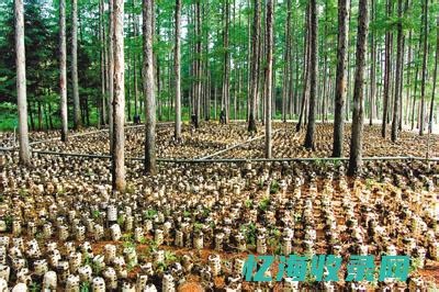 怎样做好森林防火工作