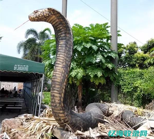 成都外包seo (成都外包sap怎么样)