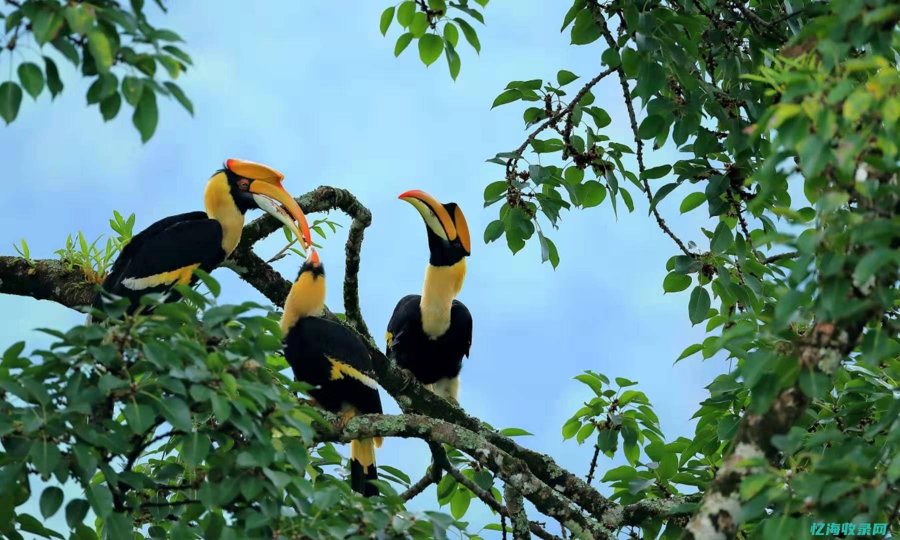 有什么森林 (有什么森林可以探险)