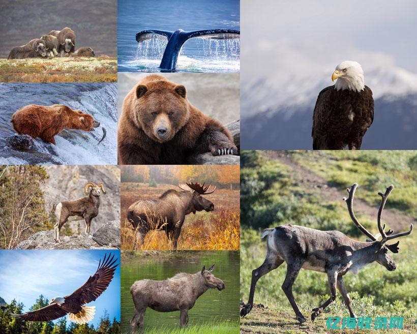 有什么森林公园 (有什么森林公园好玩)