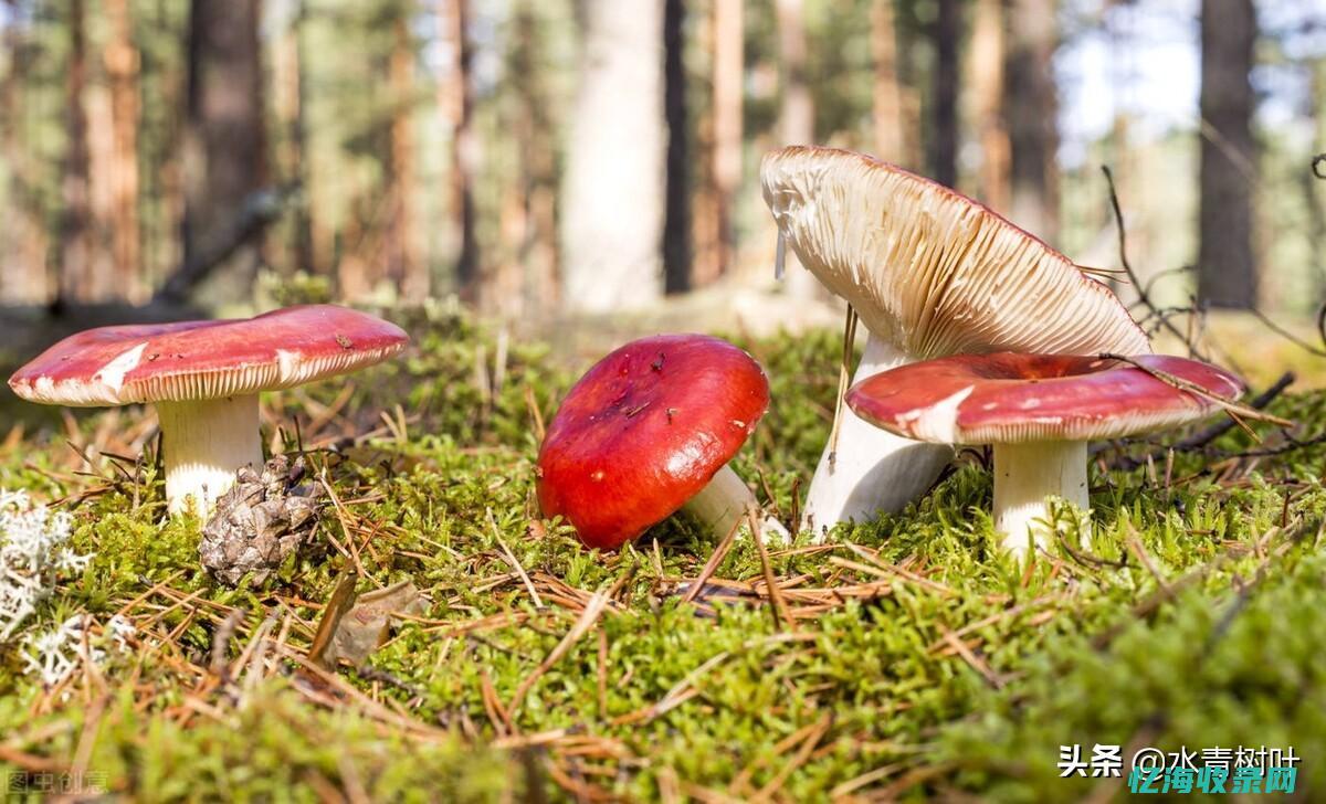 有什么森林公园