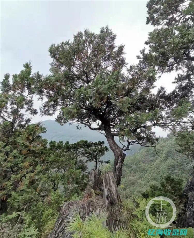 渝中区森林覆盖率 (渝中区森林覆盖范围)