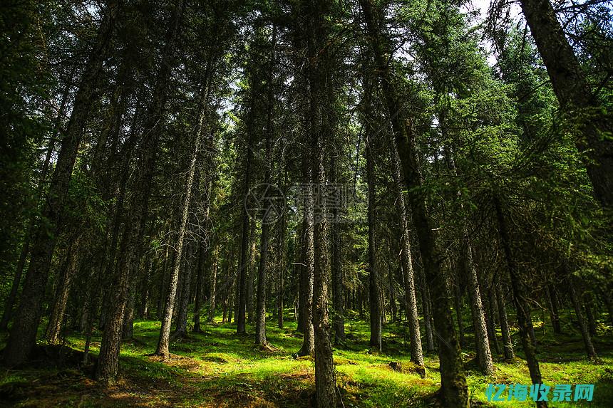 有什么森林 (有什么森林有沼泽)