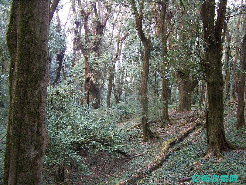 中山的森林公园 (中山的森林公园有哪些)