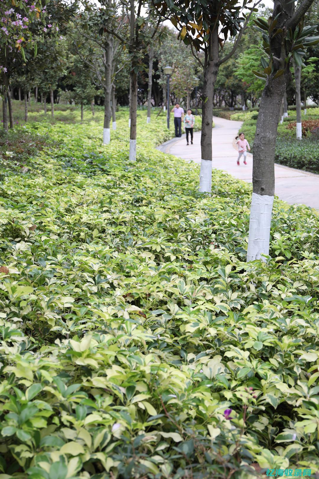 中山的森林公园有哪些 (中山的森林公园在哪)