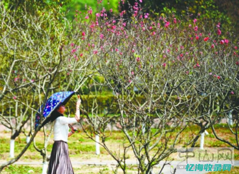 中山的森林覆盖率 (中山自然景观)