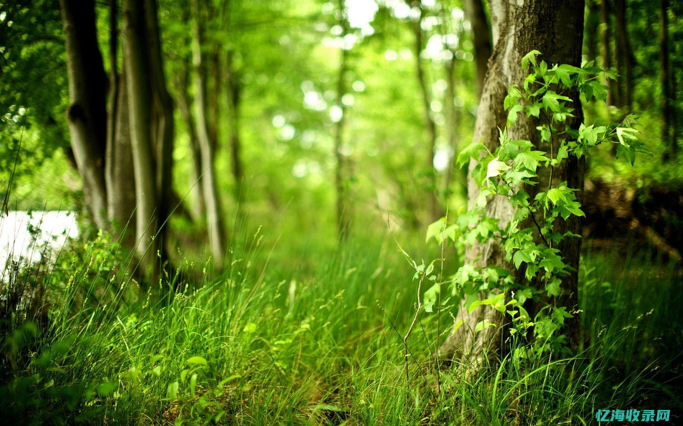 深度森林 (深度森林算法)