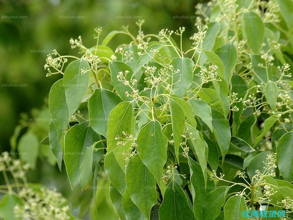 樟树天气 (樟树天气预报40天查询官网)