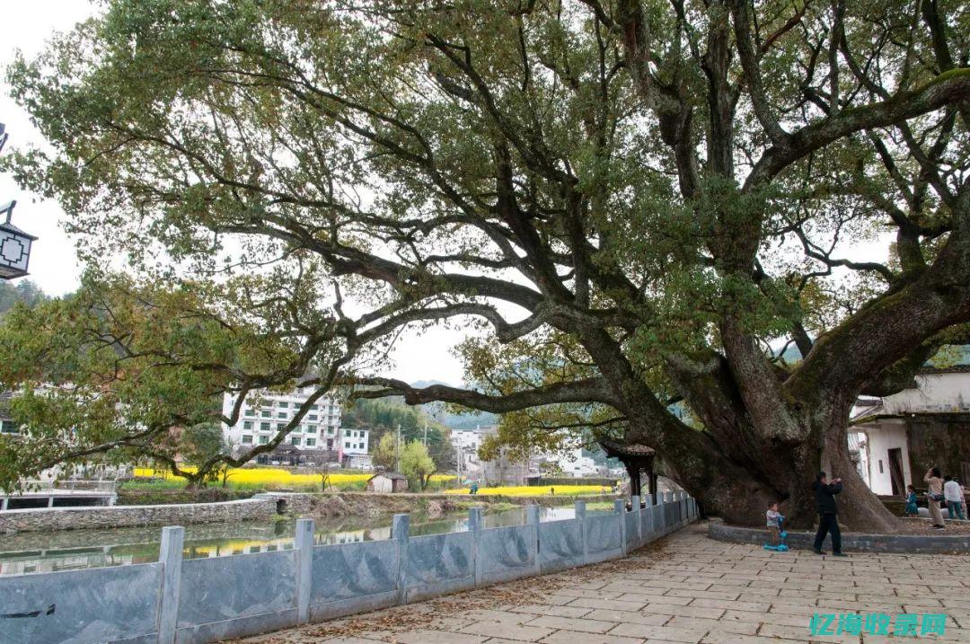 樟树市属于哪个地级市