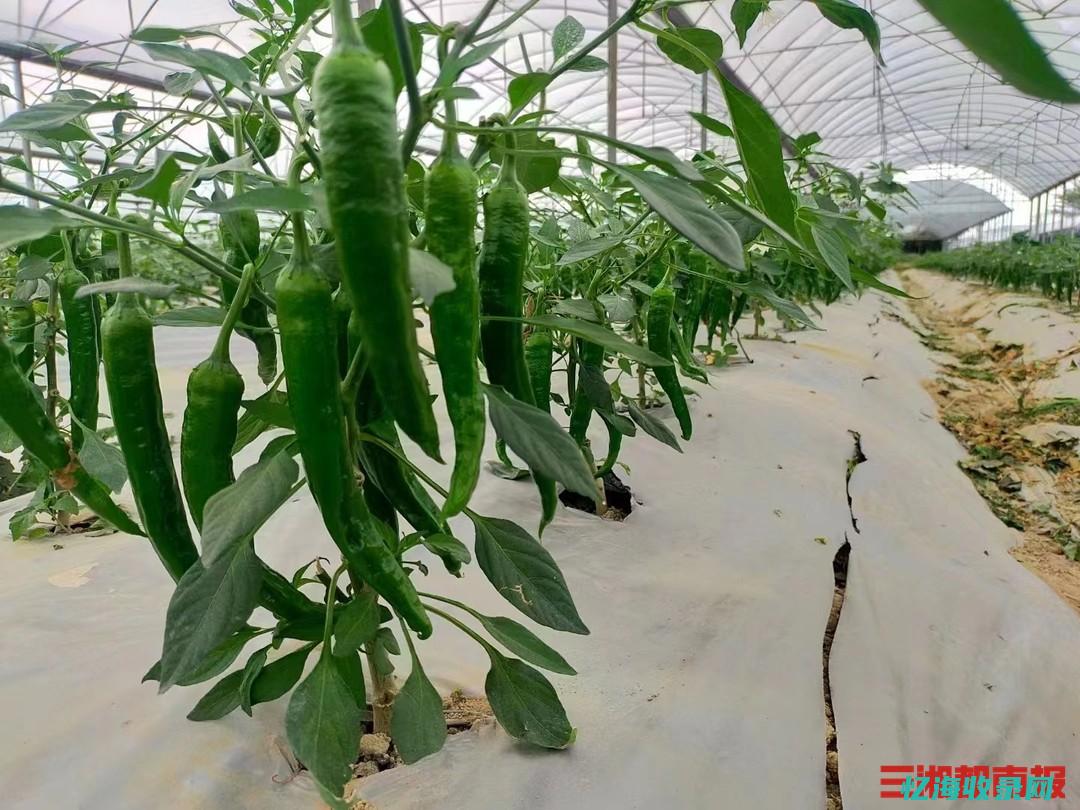 樟树港辣椒多少元一斤