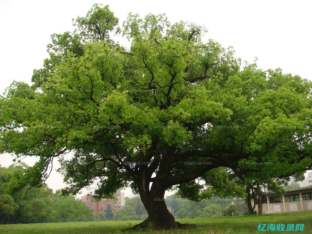 樟树市 (樟树市中医药职业技术学院)